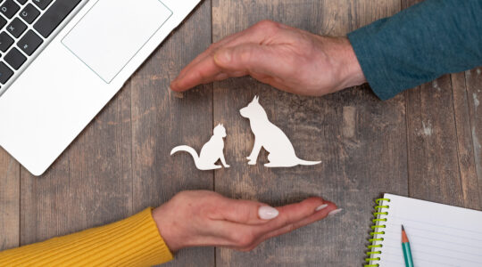 Assurance animaux
